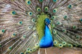 Elegant Peacock Royalty Free Stock Photo