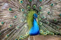 Elegant Peacock