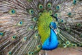 Elegant Peacock Royalty Free Stock Photo