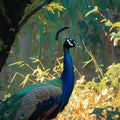 Elegant peacock stands in the midst of natural surroundings
