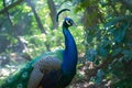 Elegant peacock stands in the midst of natural surroundings