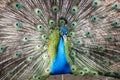 Elegant Peacock