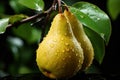 Elegant Pear Drops: Pears with Water Droplets on a Black Background with Leaves - Generative AI Royalty Free Stock Photo