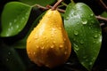 Elegant Pear Drops: Pears with Water Droplets on a Black Background with Leaves - Generative AI Royalty Free Stock Photo