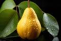 Elegant Pear Drops: Pears with Water Droplets on a Black Background with Leaves - Generative AI Royalty Free Stock Photo