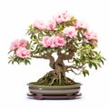 Elegant Peony Bonsai On White Background - Full Frame Shot