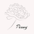 Elegant Peony flower. Line art technic. Card template. Vector