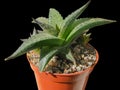 Elegant Perennial Plant of Hawortia Tessellata, Mosaic Pattern On the Leaves, Isolated On White Background