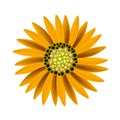 Elegant Perfect Orange Sunflower on White Background