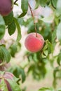 A ripe peach ready for picking, vertical orientation.