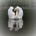 An Elegant photo of a swan in a lake Royalty Free Stock Photo