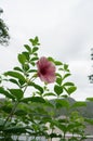 Elegant pink Allamanda flowers