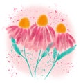 Elegant pink chamomile. Digital illustration.