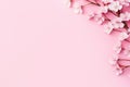 Elegant Pink Cherry Blossoms on Soft Pink Background, Perfect for Spring or Summer Themes. Copy space Royalty Free Stock Photo