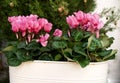 Pink cyclamen on pot Royalty Free Stock Photo