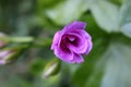 pink flower close-up