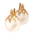 Elegant pink gold earrings with natural round pearl. Jewellery accessory, bijouterie.