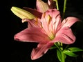 Elegant pink lilly flower