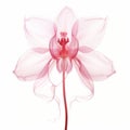Elegant Pink Orchid X-ray Illustration On White Background