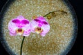 Elegant Pink Orchids Presented Against Stoneware Background