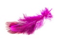 Elegant pink pheasant feather isolated on the white background Royalty Free Stock Photo