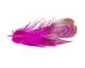 Elegant pink pheasant feather isolated on the white background Royalty Free Stock Photo