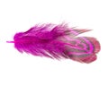 Elegant pink pheasant feather isolated on the white background Royalty Free Stock Photo