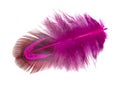 Elegant pink pheasant feather isolated on the white background Royalty Free Stock Photo