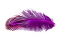 Elegant pink pheasant feather isolated on the white background Royalty Free Stock Photo