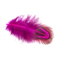 Elegant pink pheasant feather isolated on the white background Royalty Free Stock Photo