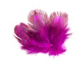 Elegant pink pheasant feather isolated on the white background Royalty Free Stock Photo