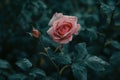 Elegant pink rose with dew drops on a moody background Royalty Free Stock Photo