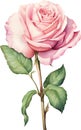 Elegant Pink Rose in Full Bloom Illustration, watercolour clipart. Royalty Free Stock Photo