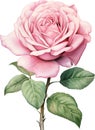 Elegant Pink Rose in Full Bloom Illustration, watercolour clipart. Royalty Free Stock Photo
