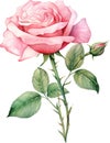 Elegant Pink Rose in Full Bloom Illustration, watercolour clipart. Royalty Free Stock Photo