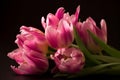 Elegant pink tulip posy