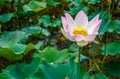 Elegant Lotus Flower Charmingly Bloom in a Natural Tropical Lake