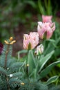 Elegant pink and white parrot tulips