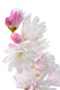 Elegant Pinkish White Fuzzy Deutzia Flowers Close-Up on White Background