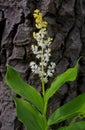 Elegant plant of False solomon`s-seal, Maianthemum racemosum