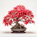 Elegant Poinsettia Bonsai For Beautiful White Backgrounds Photography