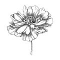 Elegant poppy illustration. Botanical drawing of summer flowers. Hand-drawn garden poppy bud. Engraved style floral drawing on