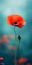 Elegant Poppy: Minimalist Mobile Wallpaper For Impeccable And Tcl 6-series