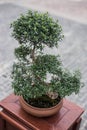 Elegant potted bonsai top view