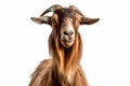 Elegant Presence: Goat on a Blank White Space