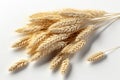Elegant presentation of oat sheafs on a clean, white surface Royalty Free Stock Photo