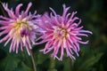 Elegant and pretty pink dahlias at garden in the morning