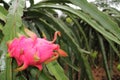 An elegant pretty ripe dragon fruit in the countryside of Mekong Delta, Vietnam Royalty Free Stock Photo