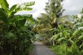 An elegant pretty small path in the countryside of Mekong Delta, Vietnam 2 Royalty Free Stock Photo