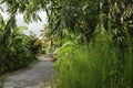 An elegant pretty small path in the countryside of Mekong Delta, Vietnam Royalty Free Stock Photo